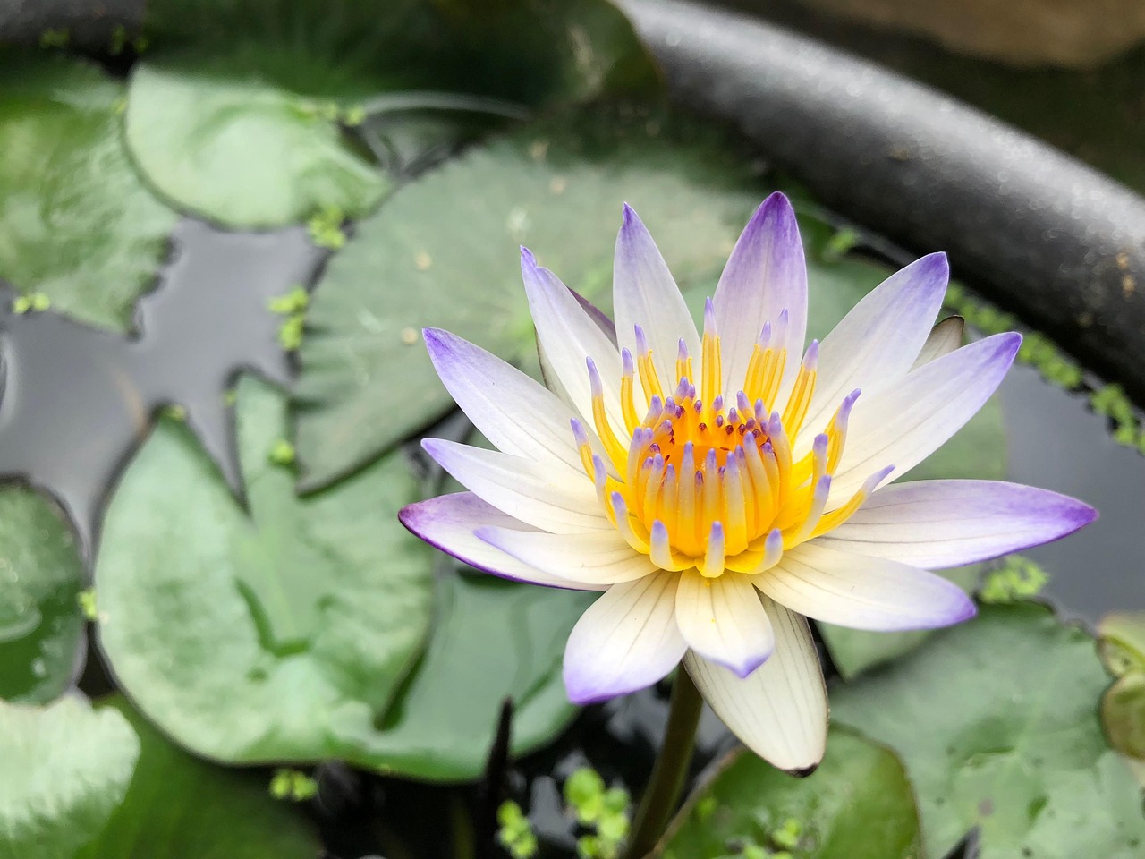 揭秘翡翠色彩奥秘，哪种颜色的翡翠最优质？